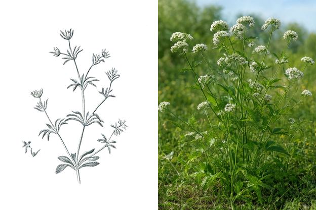 Botanical drawing and photograph of Valerian (Valeriana officinalis)