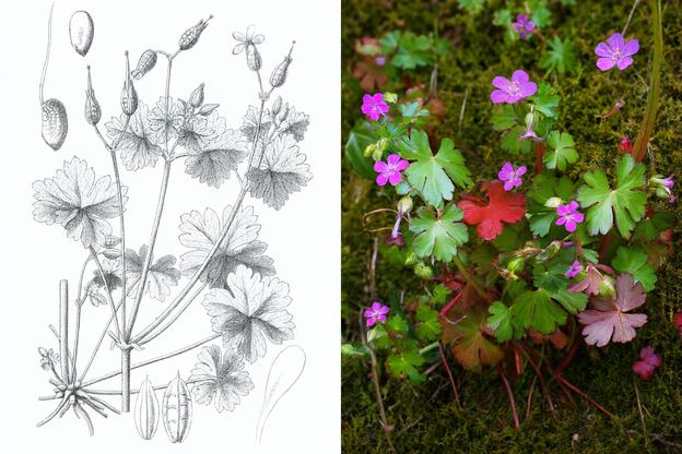 Botanical drawing and photograph of Shining Cranesbill (Geranium lucidum)