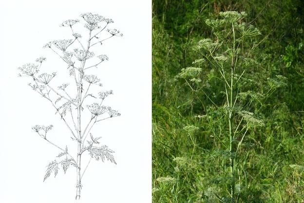 Botanical drawing and photograph of Common Hogweed (Heracleum sphondylium)