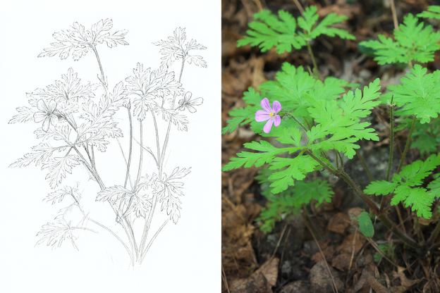 Botanical drawing and photograph of Herb Robert (Geranium robertianum)