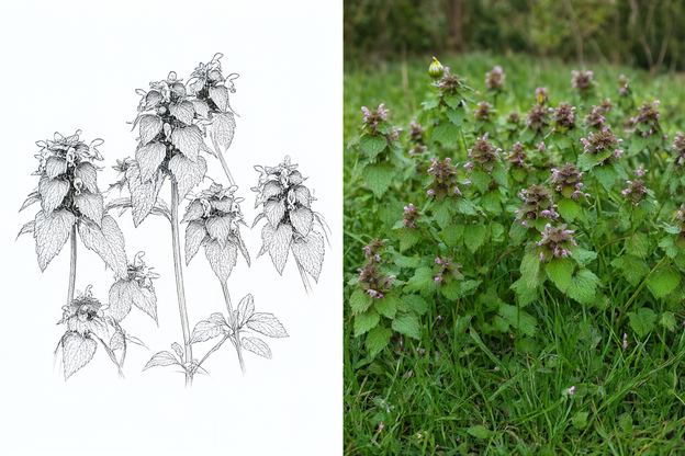 Botanical drawing and photograph of Red Dead Nettle (Lamium purpureum)